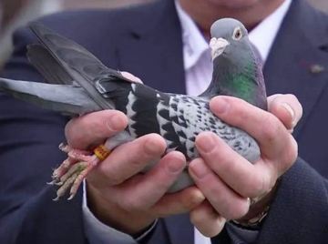 Image of Most Expensive 10 Crore Pigeon Armando