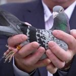 Image of Most Expensive 10 Crore Pigeon Armando