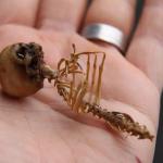 Image about NC Man Discovered Pixie Skeleton in Rocky Mountains