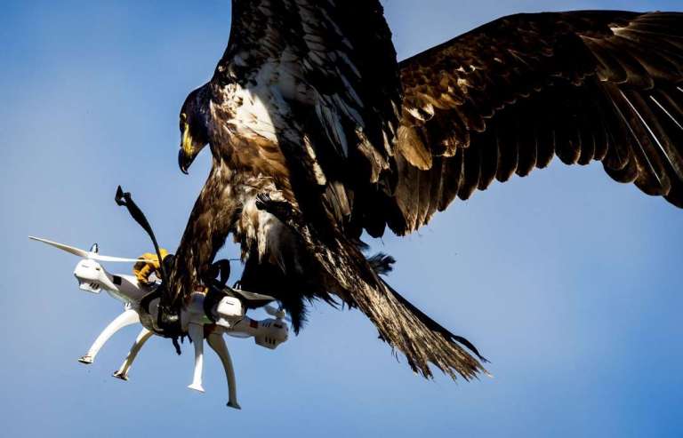 Picture Showing Eagle Catches a Drone in Mid-Air
