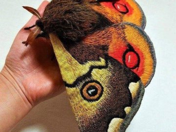 Image about Beautiful Picture Showing Japanese Giant Emperor Moth