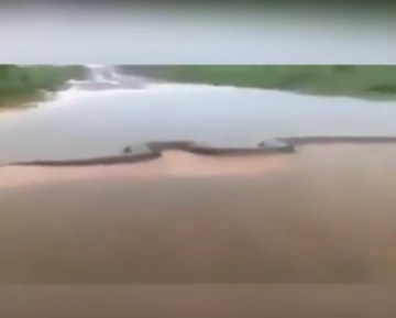 Image about Huge Snake Swimming in Amazon River, Helicopter Spotted