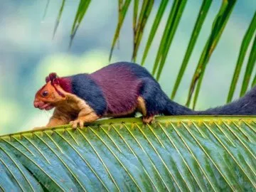 Incredible Pics of Multicoloured Squirrel, the Malabar Giant