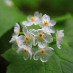 Image of 'Skeleton Flower' Turns Transparent When It Rains