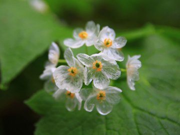Image of 'Skeleton Flower' Turns Transparent When It Rains