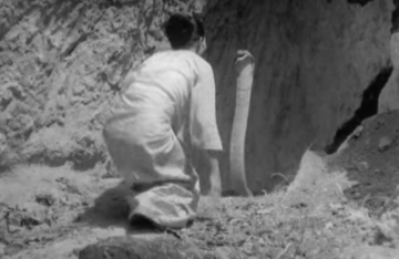 Image about Witch Dancing with King Cobra in Burma, Video