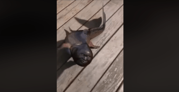 Image about Fish With Human Face Caught in Japan, Video
