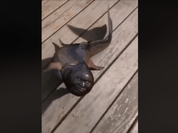 Image about Fish With Human Face Caught in Japan, Video