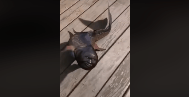 Fish With Human Face Caught in Japan, Video: Fact Check