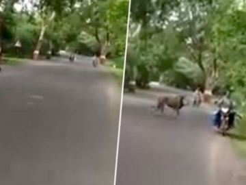Image about Lion Spotted Roaming Freely on a Mumbai Street, Video