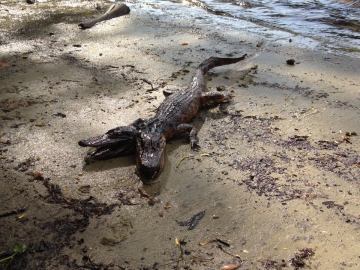 About Picture of Two Headed Alligator Spotted in Tampa, Florida