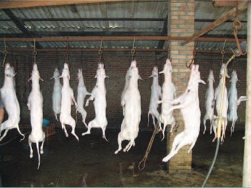 Image about Police Raid Found Dog Meat in Some Hotels in India