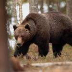 Image about Siberian Bear Attacked Man, Survives in Den After One Month