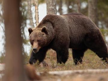Image about Siberian Bear Attacked Man, Survives in Den After One Month