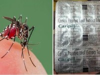 Image about Caripill Papaya Leaf Extract Tablet Cures Dengue in 48 Hours