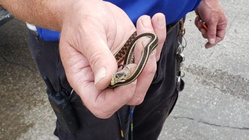 Image of The Garden Snake removed from Gas pump machine