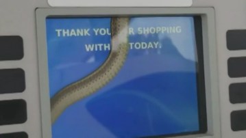 Image from Woman Spots Snake Inside Gas Pump Screen, Video