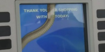 Image from Woman Spots Snake Inside Gas Pump Screen, Video