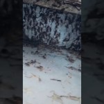 Image about Scorpions Rain in a Rajasthan Village, Viral Video