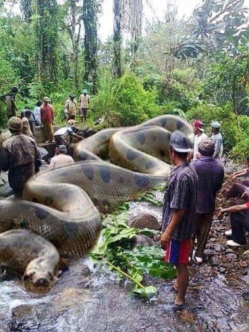 Image about World’s Biggest Anaconda in Amazon Killed Humans