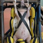 Image of China Using Live Pigs in Sickening Crash Test