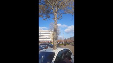 Image about Unbelievable - Tree Penetrates a Car Overnight in France