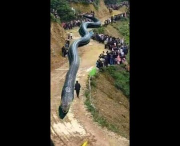 Image about 120-Metre Giant Dragon Jumped Out of Water