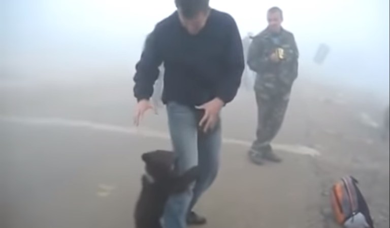 Baby Bear Hugging Rescue Ranger Post Forest Fire: Fact Check