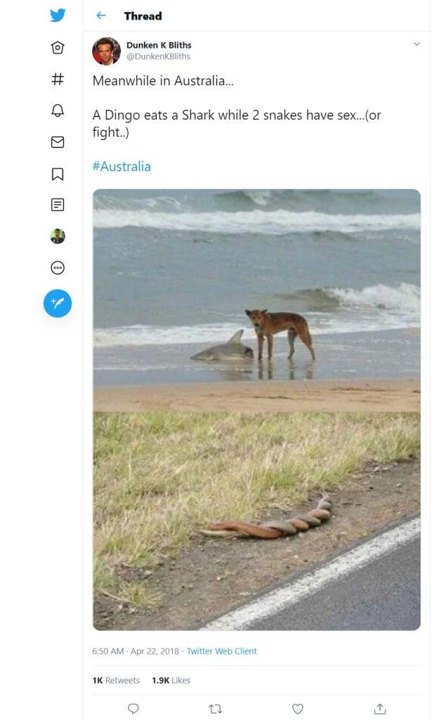 Dog Eating Shark in Australia While Snakes Mate, Photograph