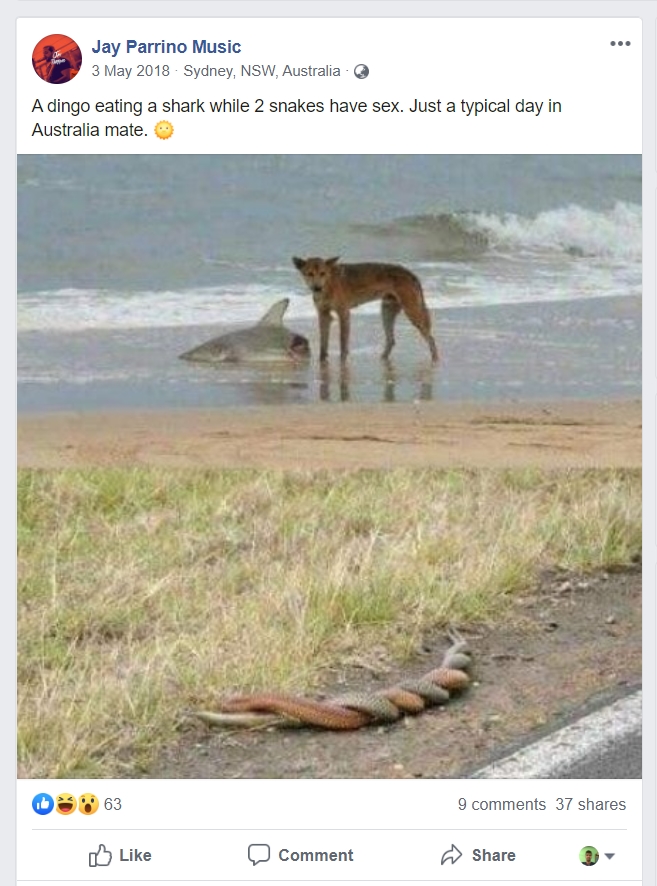 Dog Eating Shark in Australia While Snakes Mate, Photograph