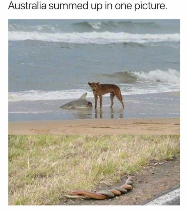 Dog Eating Shark in Australia While Snakes Mate, Photograph