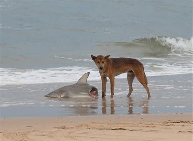 Image of Wild Dingo eating a Shark on a beach of Australia