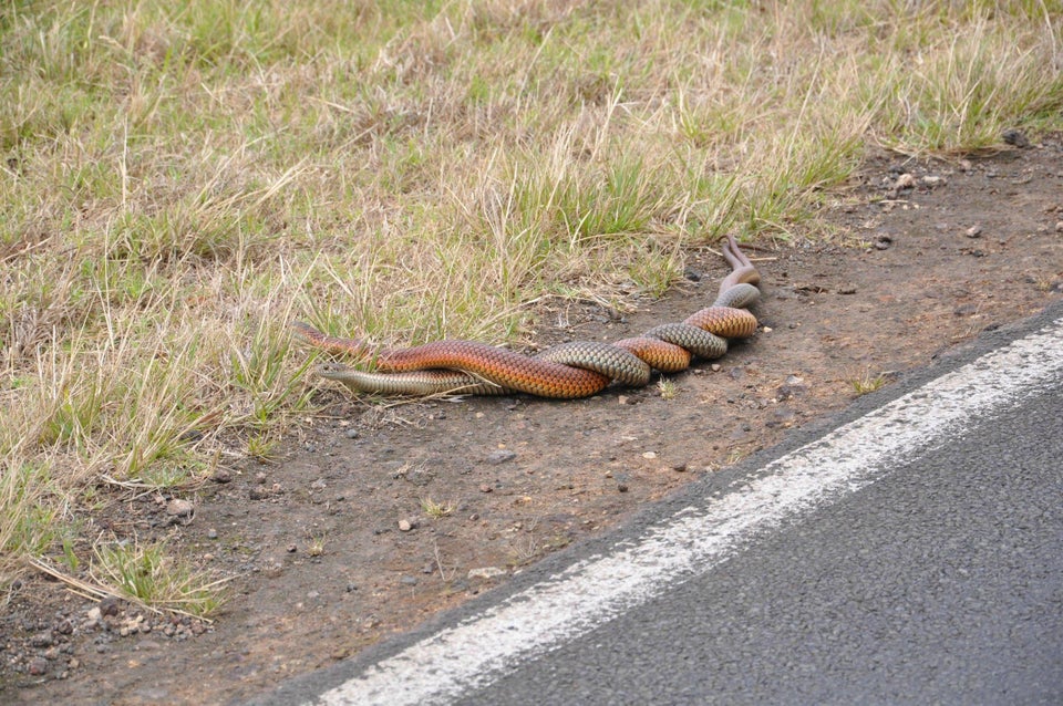 Image of Rare photograph of two Copperhead Snakes (fighting/mating) in Australia