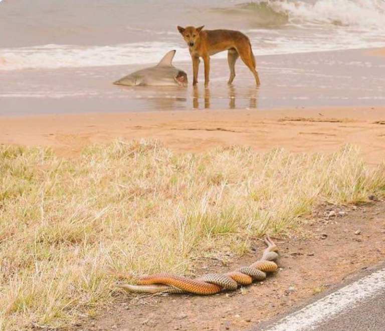 Dog Eating Shark in Australia While Snakes Mate, Photograph