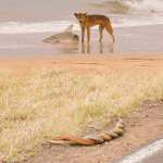 Dog Eating Shark in Australia While Snakes Mate, Photograph