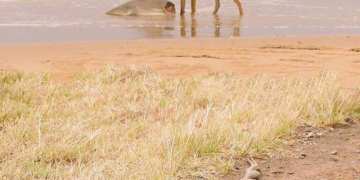 Dog Eating Shark in Australia While Snakes Mate, Photograph