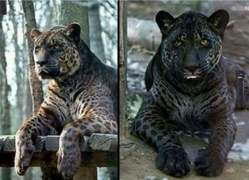 Image of Jaglion, a Rare Cross Between a Jaguar and Lion