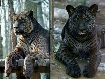 Image of Jaglion, a Rare Cross Between a Jaguar and Lion