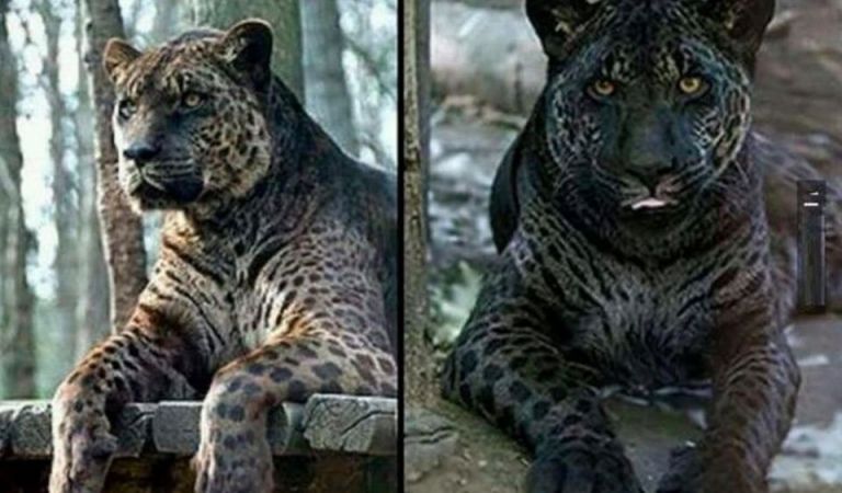 Jaglion, a Rare Cross Between a Jaguar and Lion: Fact Check