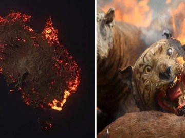 Images about Fake Stories from Bushfires Tragedy in Australia