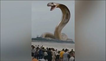 Image about Giant Cobra Snake Rising Out of River Water, Video