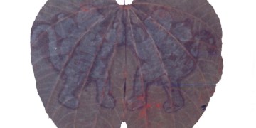 Image about Rare & Holy Hanumadh Beera Leaves in Srisailam Forest