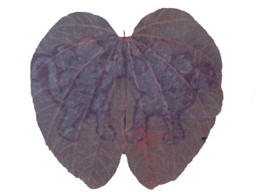 Image about Rare & Holy Hanumadh Beera Leaves in Srisailam Forest