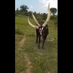 Image about Video of Three Horned Cow Found in Uganda