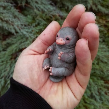 Image about Cute and Adorable Platypus Baby, Photograph