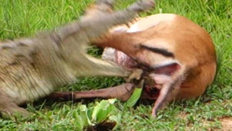 Image about Crocodile Set Free a Deer After Finding It's Pregnant