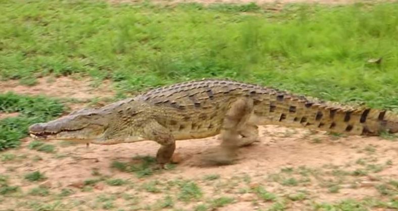 Image about Crocodile Set Free a Deer After Finding It's Pregnant