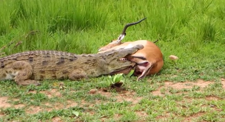 Image about Crocodile Set Free a Deer After Finding It's Pregnant
