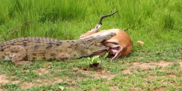 Image about Crocodile Set Free a Deer After Finding It's Pregnant