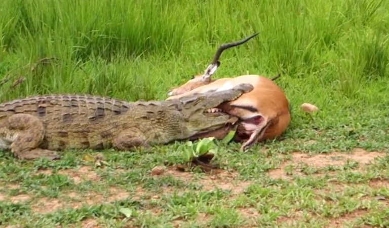 Crocodile Set Free a Deer After Finding It is Pregnant: Fact Check